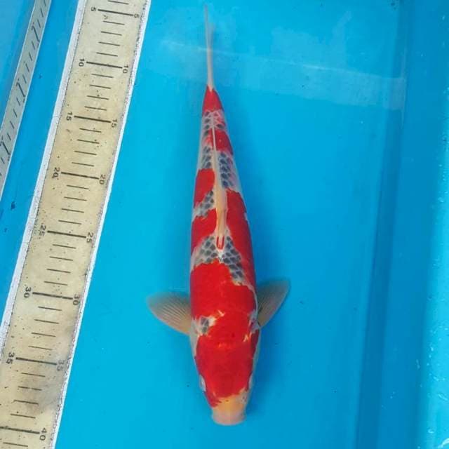 Red ghosiiki*34cm
