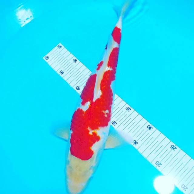 Gindrin kohaku 40cm fm