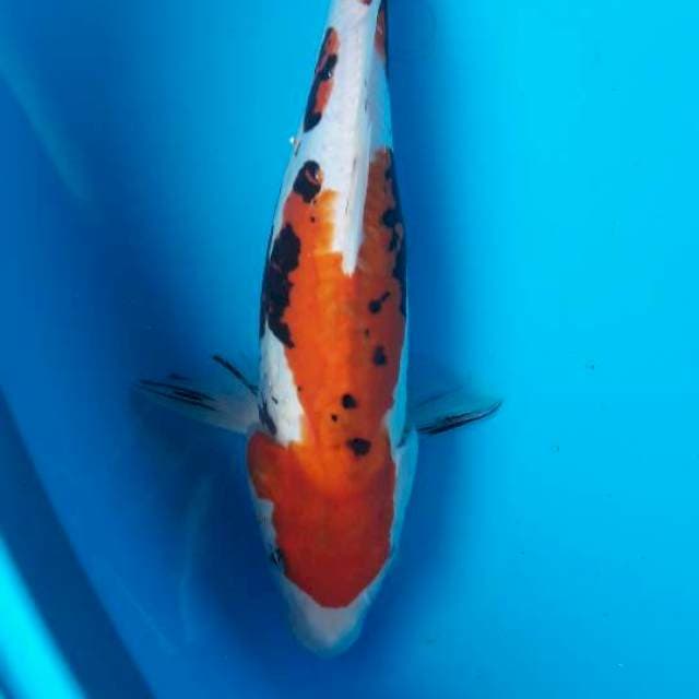 35cm beni