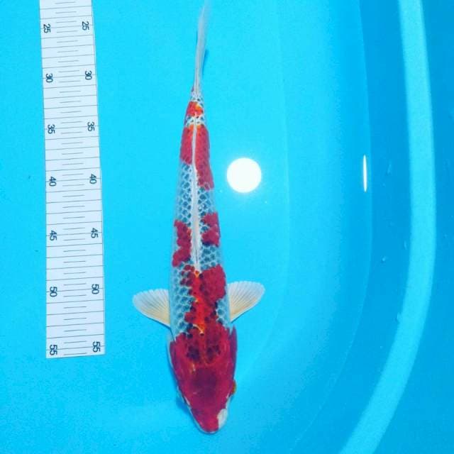 Ghosiki male 37cm