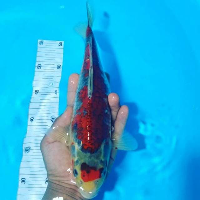 Ghosiki 32cm