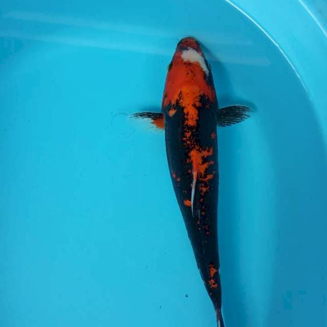 Sangar