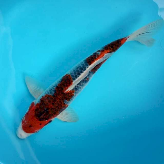Nindan GHOSIKI