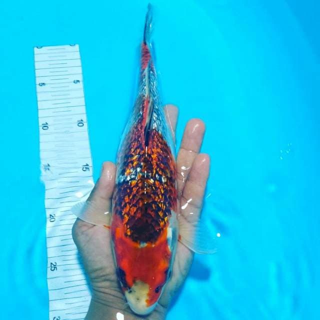 Ghosiki blik blink 32cm