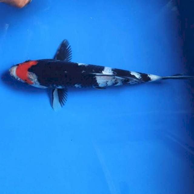 Tancho Showa 20cm