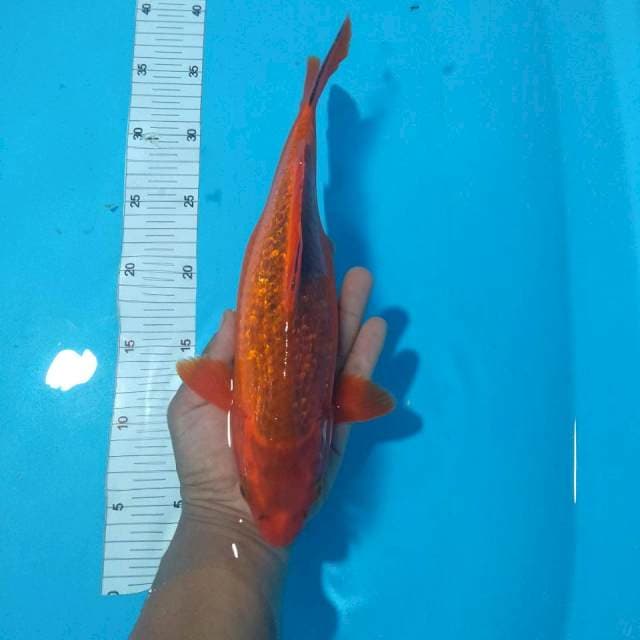 Akamadsuba 32cm