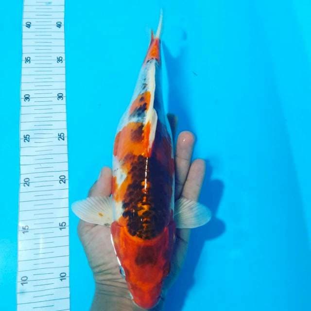Ghosiki strong 32cm