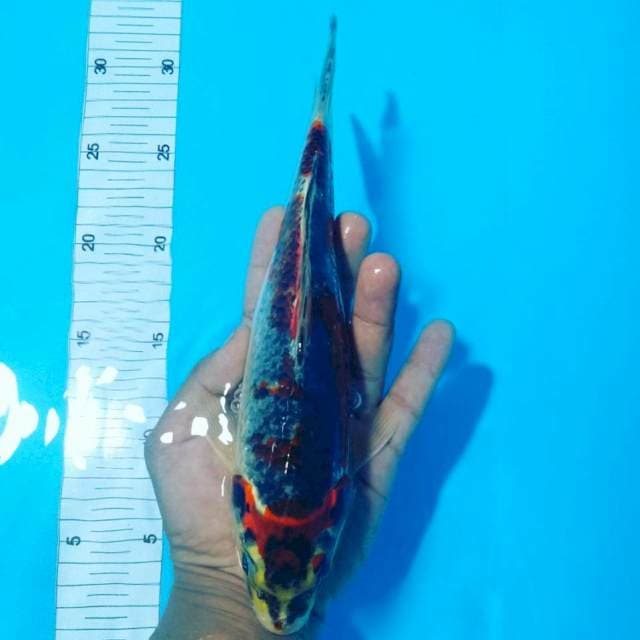 Ghosiki 25cm