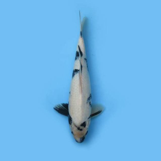 BKS ( SHIRO 34 CM )