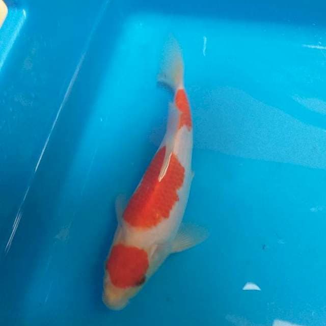 Maruten kohaku