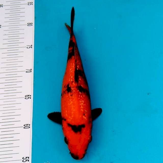 Hiutsuri ginrin merah tembus