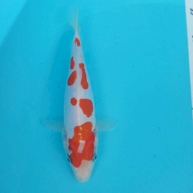 Kohaku doit 20cm