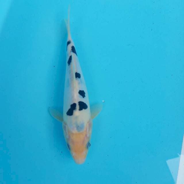 Bekko 17cm