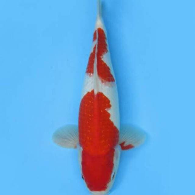 BKS ( KOHAKU 36 CM )
