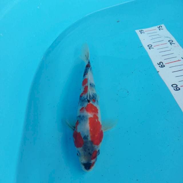 Showa 20cm