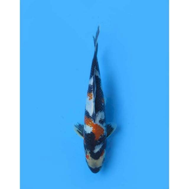 Kindai Showa Tosai - 22cm