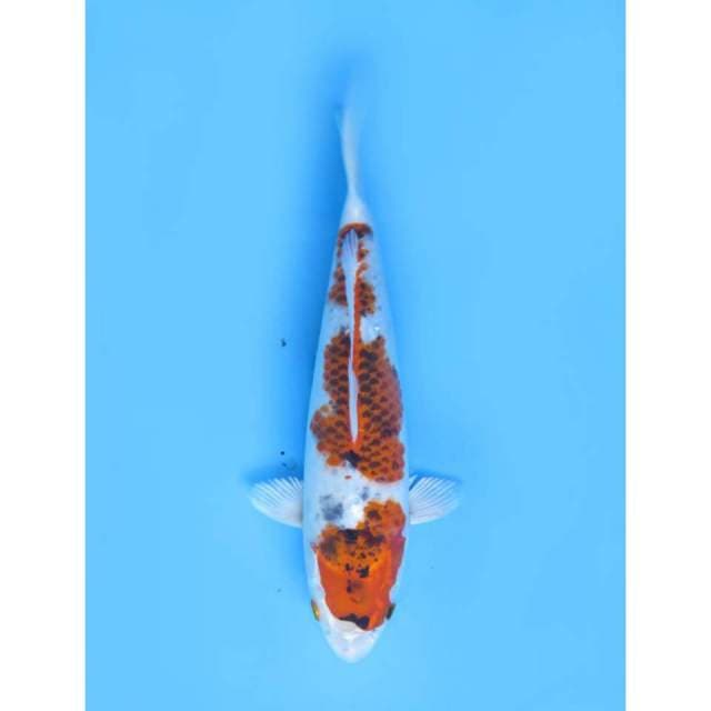 Ai Goromo - 33cm