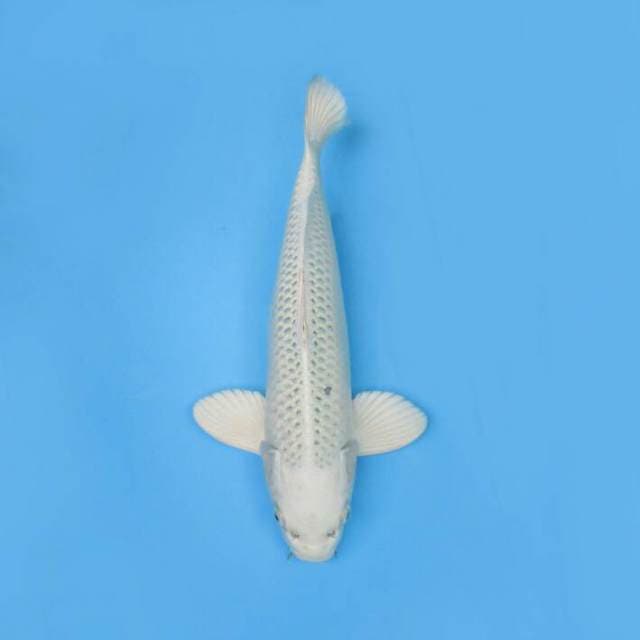 BKS ( PLATINUM 41 CM )