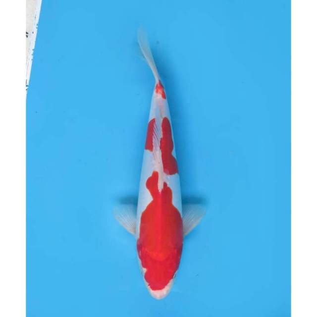 Red Kohaku Doitsu - 27cm