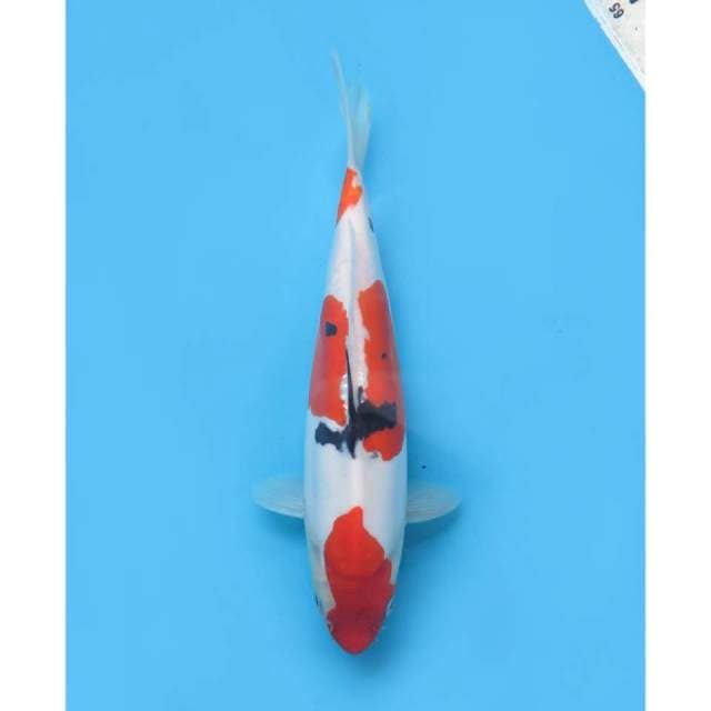 Sanke Doitsu Murni  - 30cm