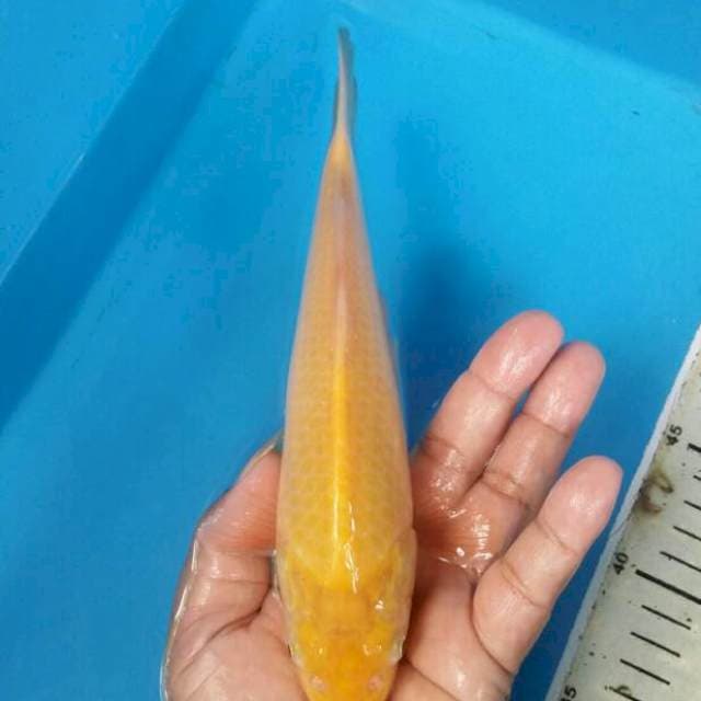 Karashi mata merah 