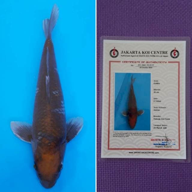 Okawa ochiba 38cm