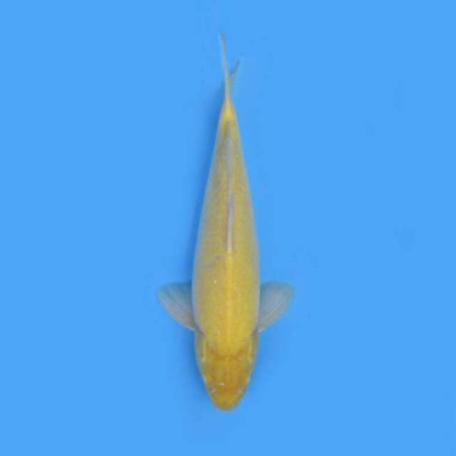 BKS ( KARASI 38 CM )