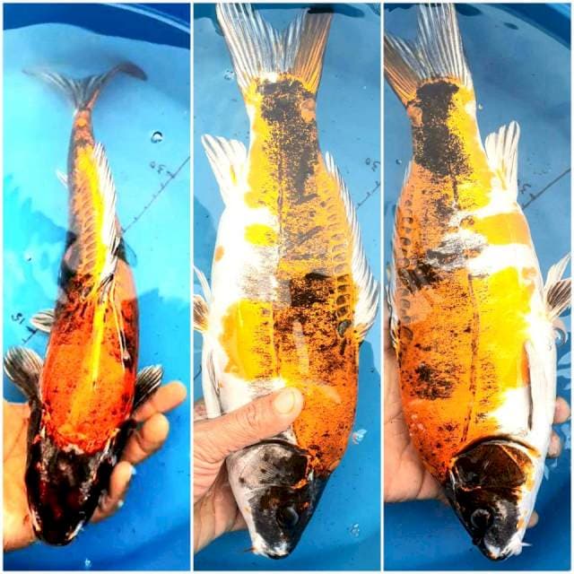 Doitsu Tembaga 37cm