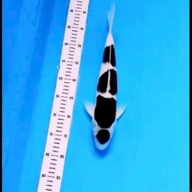 budho wajib show 37cm(40bu) pedezzz