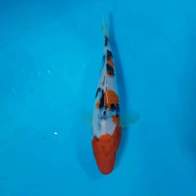 Sanke tategoi 22 cm