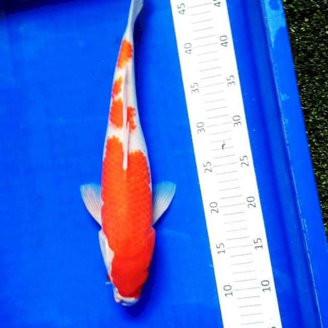 Kohaku #6