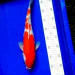 Kohaku #6