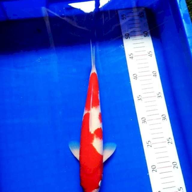 Kohaku #7