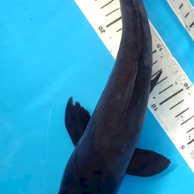 Karasu 35 cm tembus