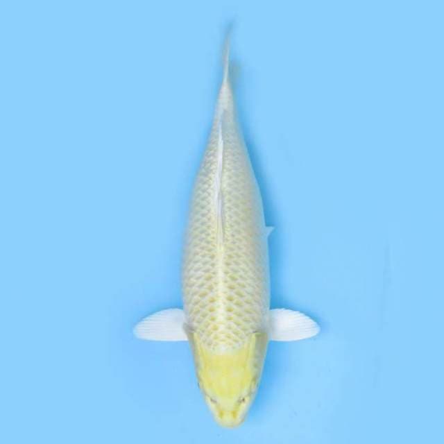 45cm Ogon