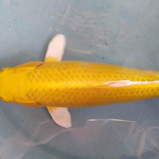 Karasi joss 26 cm
