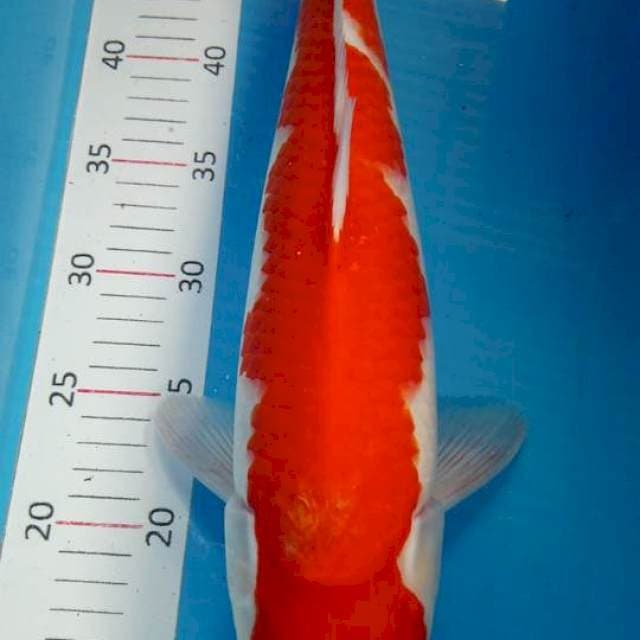 Kohaku mantab