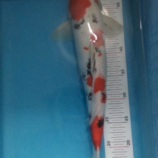 Sanke 45bu