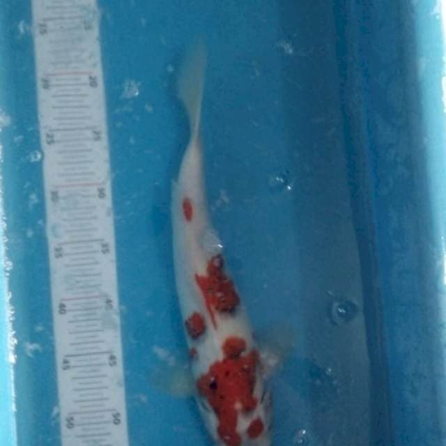 Ai koromo 35bu