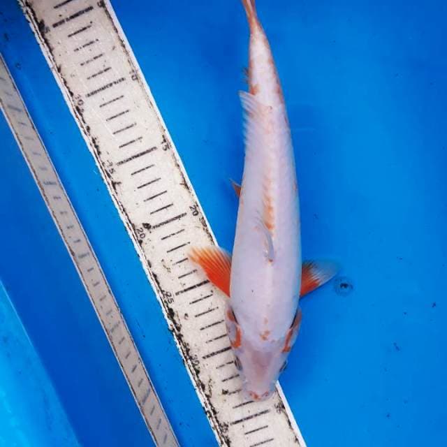 Asagi 29cm