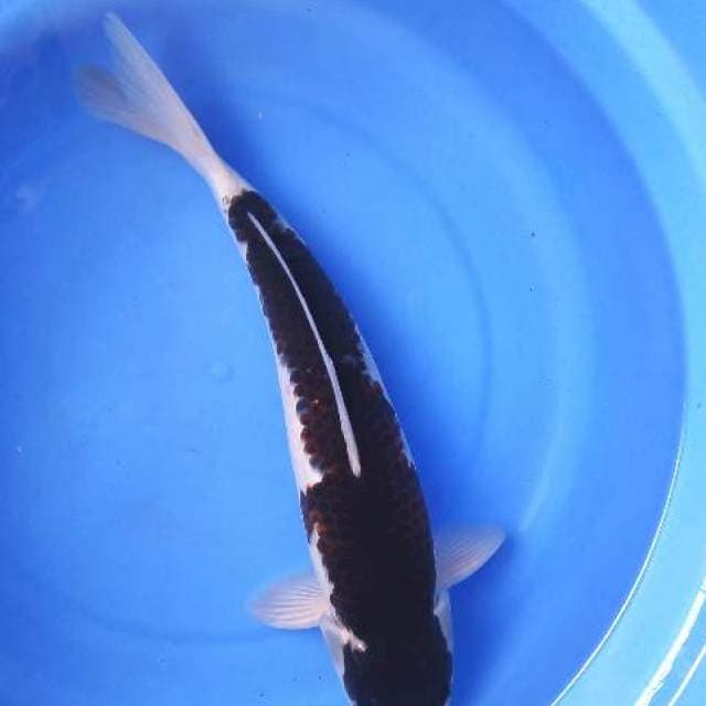Original Koromo 33cm male