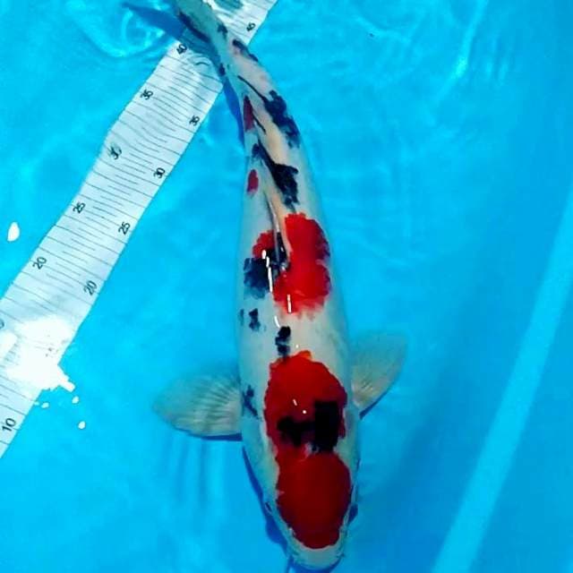 Sanke male 46cm jos