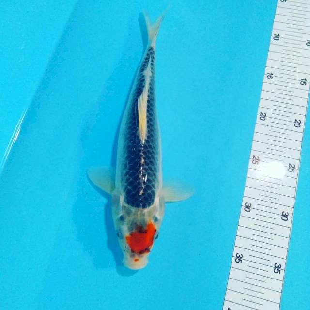 Tancho ghosiki 28cm