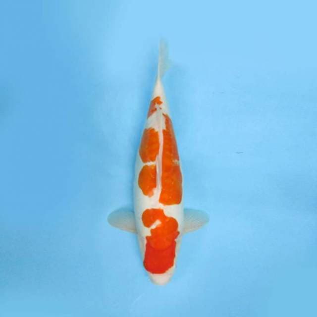44cm Kohaku HS