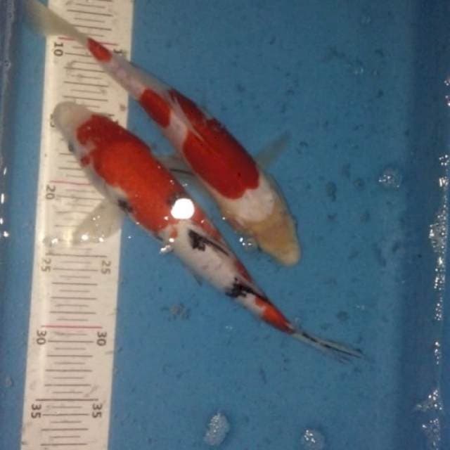 Mix sanke 25 & 30bu