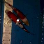 Mix sanke 25 & 30bu