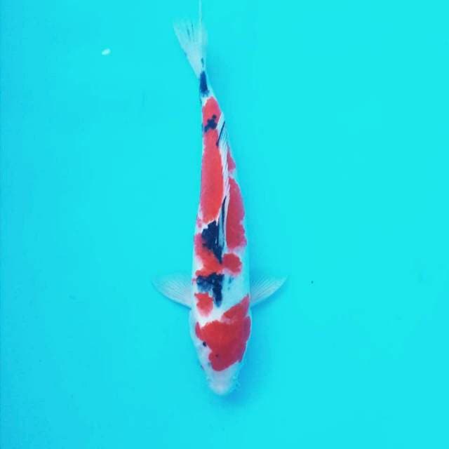 3. Sanke || 30 cm