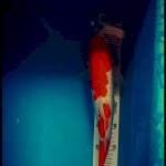 Kohaku 35bu