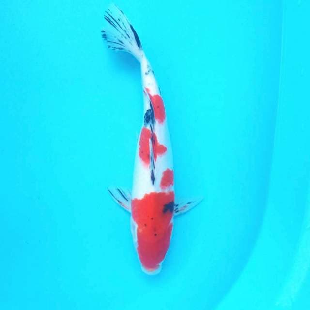 7. Sanke || 31 cm