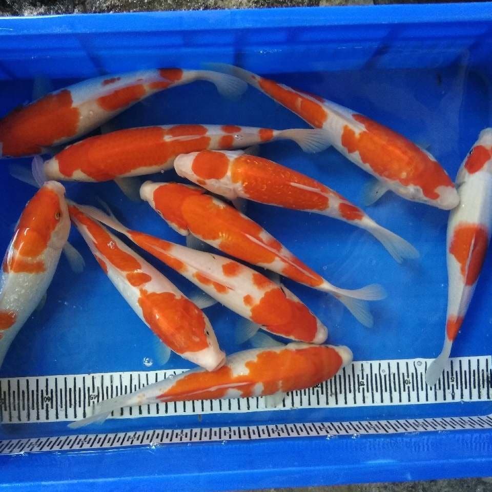 paket kohaku